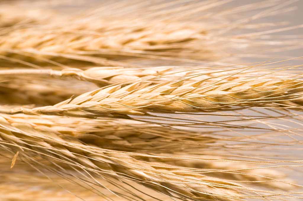 <b>What kind of Steam Boiler is suitable for the brewery equipment?</b>